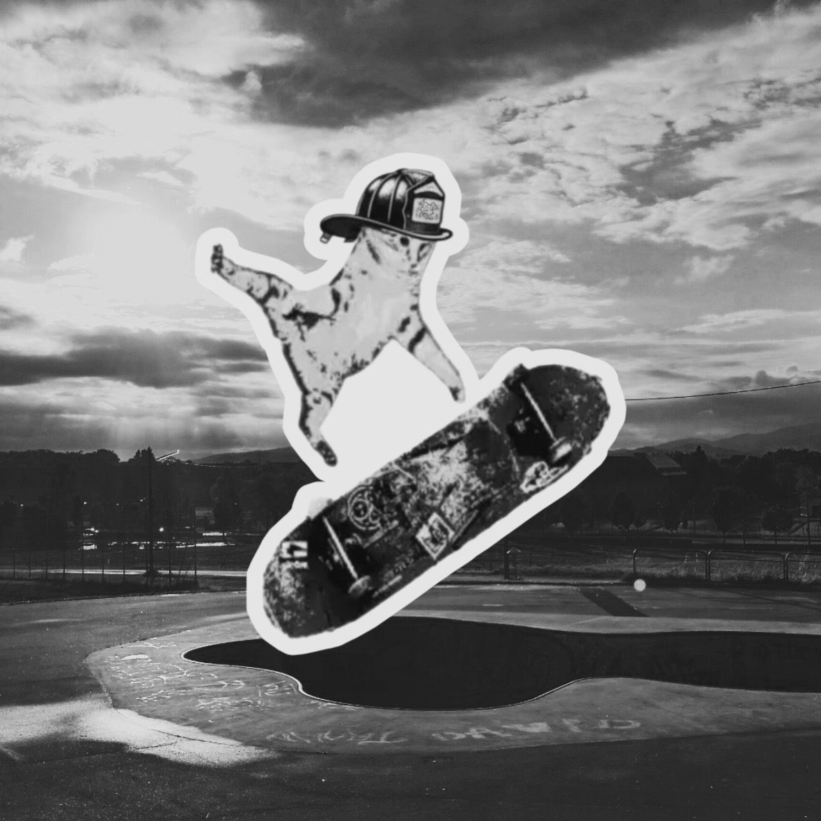Kitty skateboarding